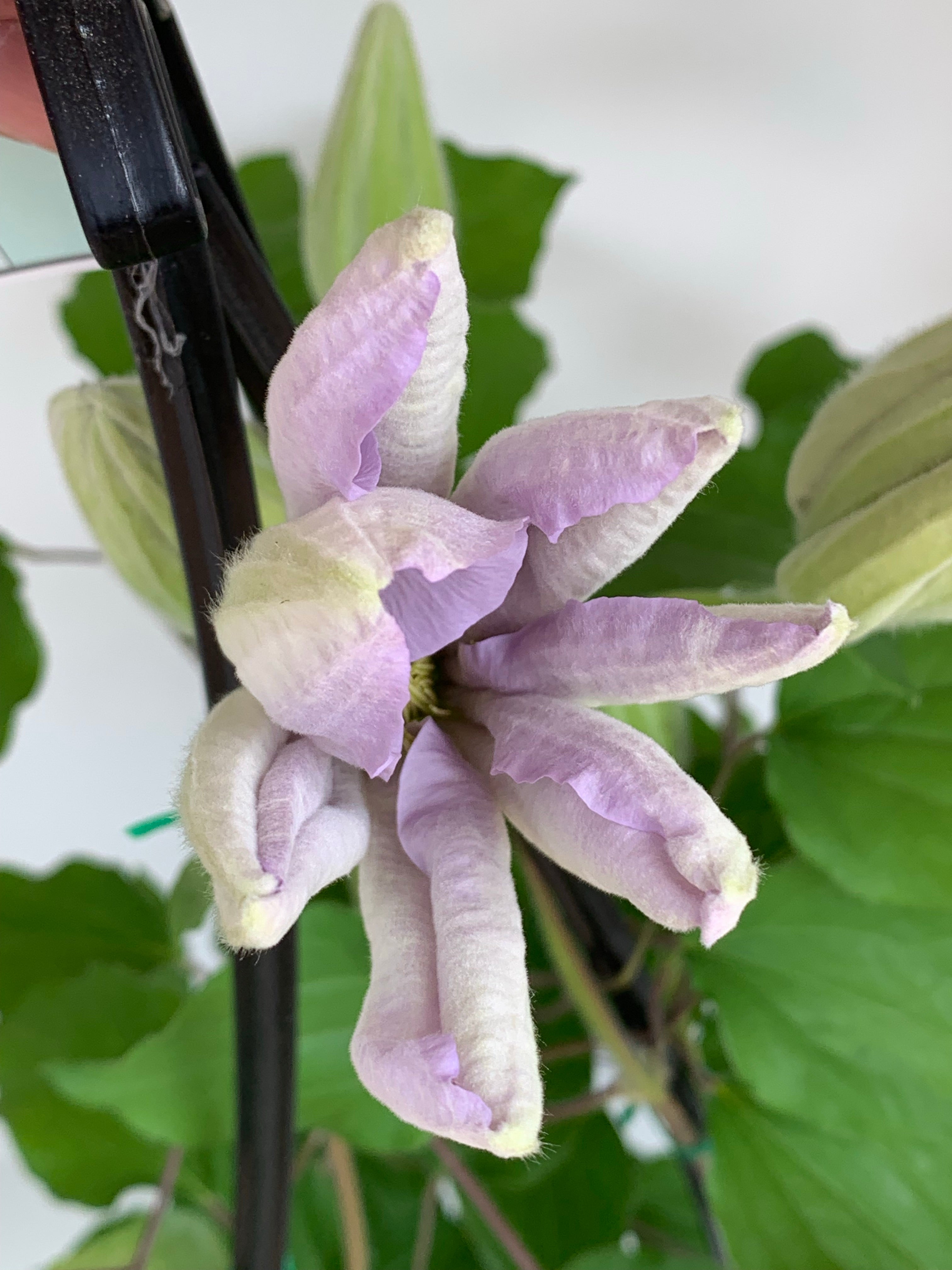 Clematis 'Louise Rowe' - Premium Climbing Flower Plant for Gardens, Fences & Trellises | Perfect for Outdoor Landscaping & Vertical Gardening