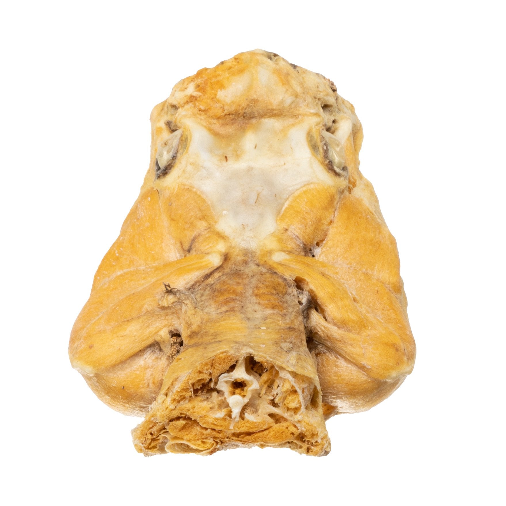 Preserved Rattlesnake Head - Authentic Taxidermy Specimen for Home Decor, Western Style, and Unique Gifts - Perfect for Halloween, Cabin Decor, and Oddity Collections