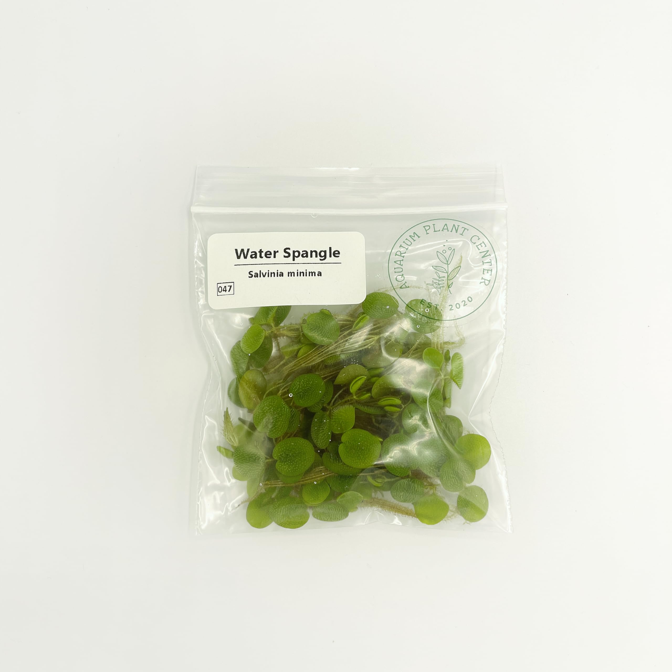 Salvinia Minima Floating Plants for Aquarium & Pond (12 Plants) - Aquascaping & Paludarium