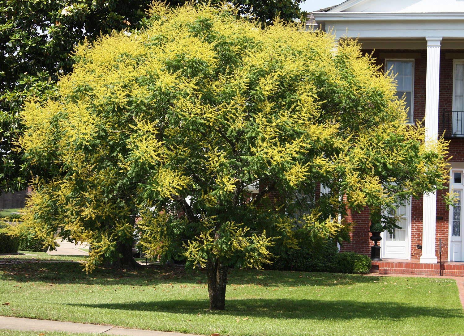 Golden Rain Tree (Koelreuteria Paniculata) - 3 Gallon Live Flowering Plant for Patio, Garden & Landscaping - Beautiful Yellow Blooms for Outdoor Decor & Shade