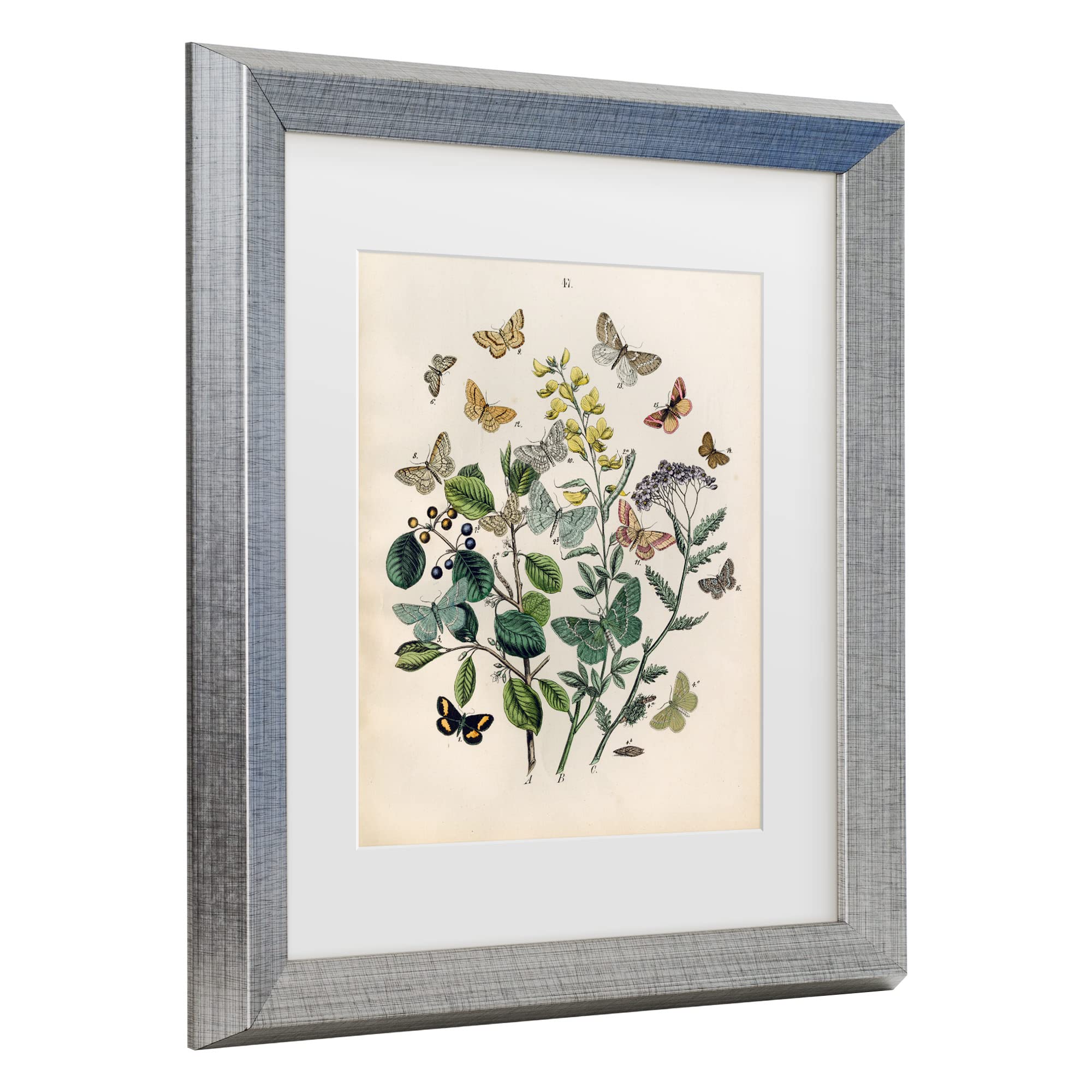 Trademark Fine Art 'Papillion Butterflies' Canvas Wall Art Print - Vibrant Butterfly Painting for Home Decor, Living Room & Bedroom Aesthetics