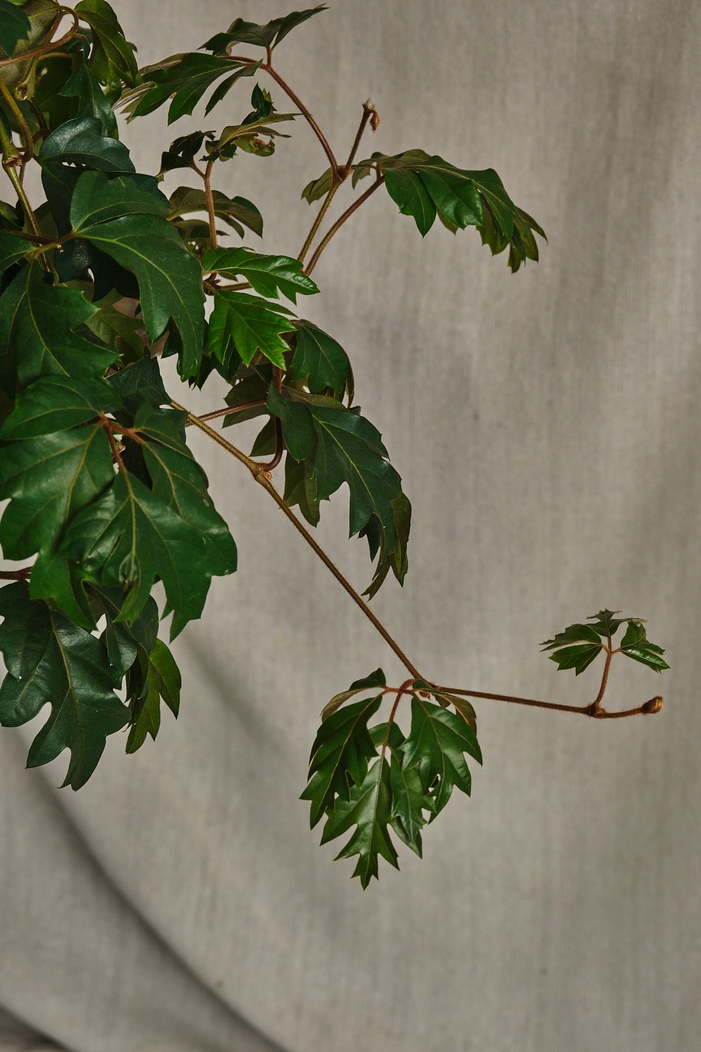 Cissus Rhombifolia Plant - Grape Ivy Vine for Indoor Home Decor, Hanging Baskets & Office Plants | Easy Care Houseplant for Beginners