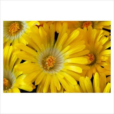 100 Gelato Yellow ICE Plant Mesembryanthemum Daisy Livingstone Flower Seeds - Drought-Tolerant Ground Cover for Sunny Gardens & Rock Landscapes