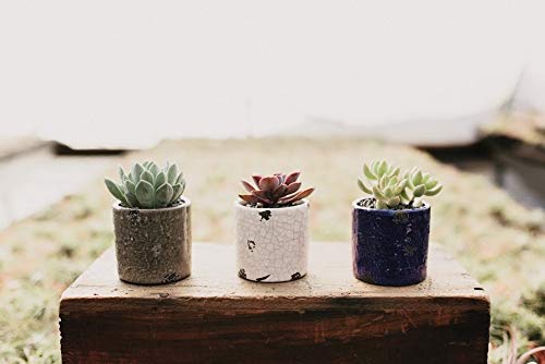 Distressed Dolomite Planter with Live Succulents - Set of 3 Modern Indoor/Outdoor Plant Pots for Home, Office & Garden Decor