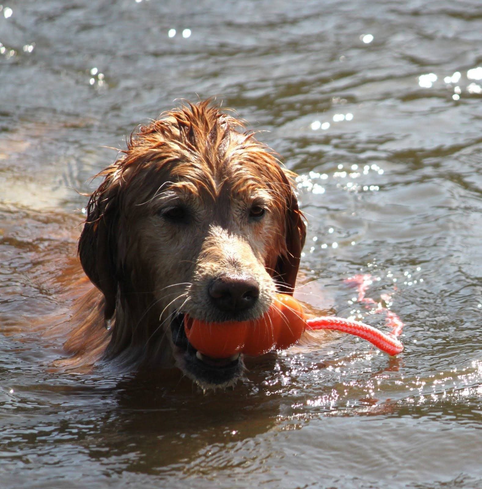 Kong Aqua Dog Toy - Durable Chew Toy for Large & Small Dogs - Interactive Play & Mental Stimulation - Perfect for Fetch, Training & Water Play