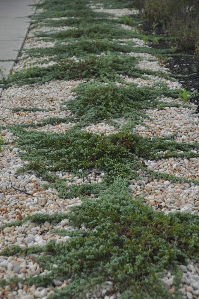 Juniper Blue Rug Ground Cover Plants - Lot of 30 (4 Inch Pots) | Drought-Tolerant Evergreen Shrubs for Landscaping, Rock Gardens & Slopes