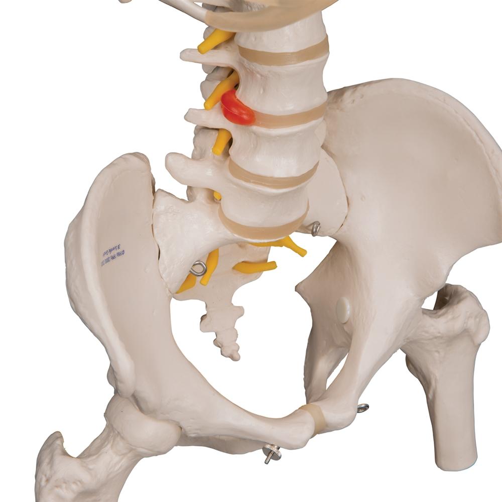Flexible Spine Model with Ribs and Femur Heads - Anatomical Teaching Tool for Medical Students & Chiropractors - Perfect for Classroom, Clinic & Study