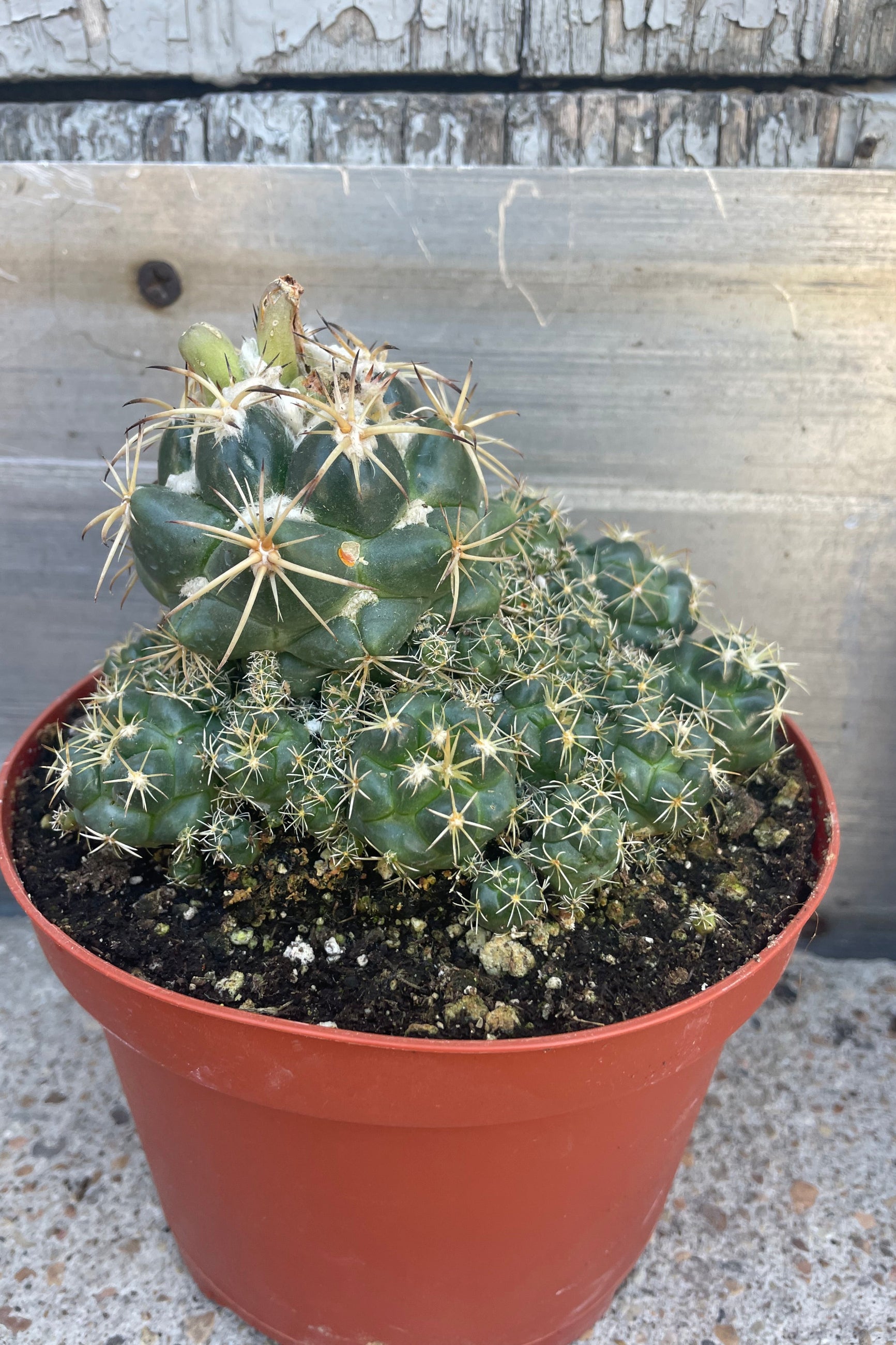 6 Pack Assorted Mini Cactus Plants - Live Succulents for Home Decor, Office Desk, Gift Idea & Indoor Gardening