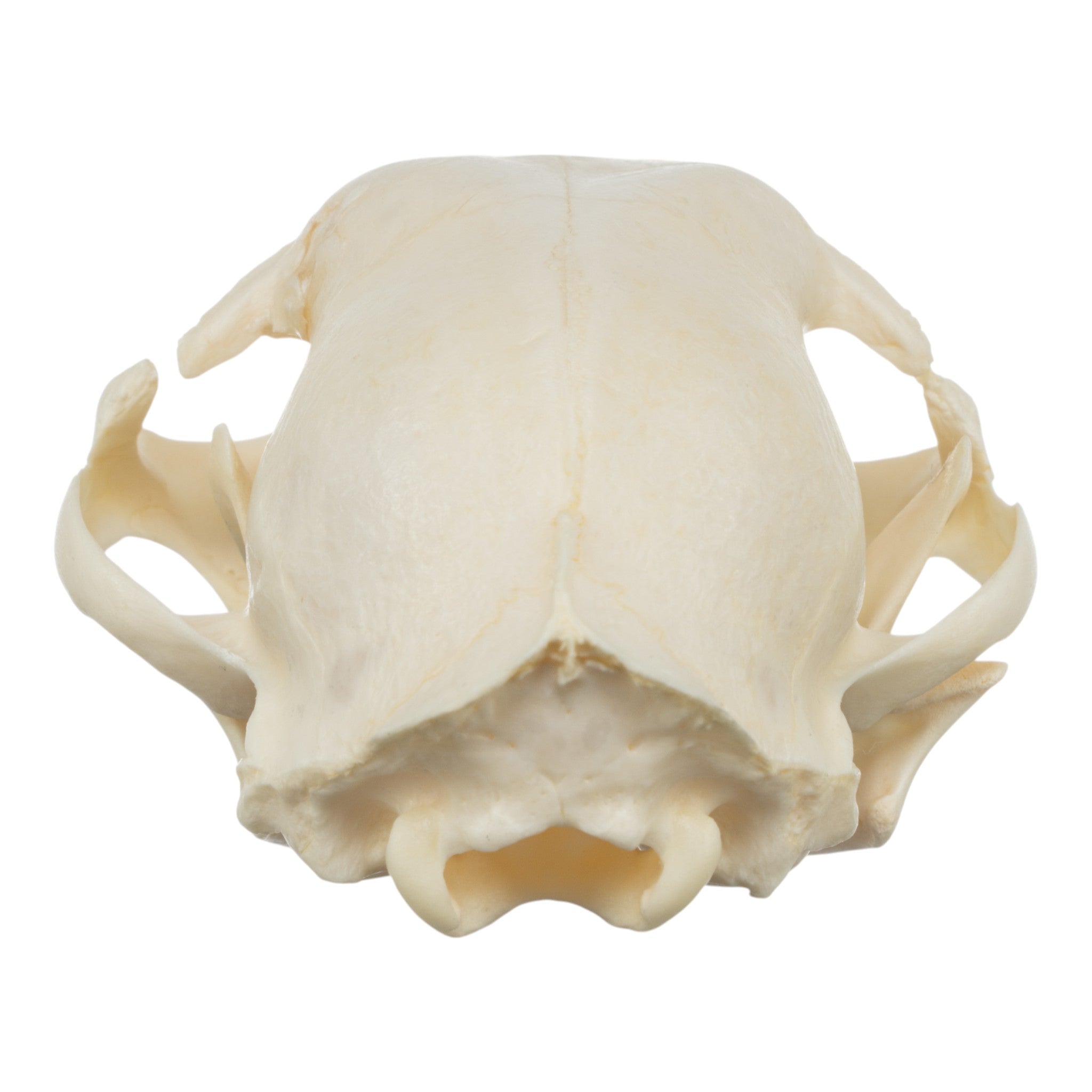 Authentic Domestic Cat Skull Specimen - Damaged for Educational & Scientific Study - Perfect for Anatomy Class, Veterinary Training, and Oddity Collections