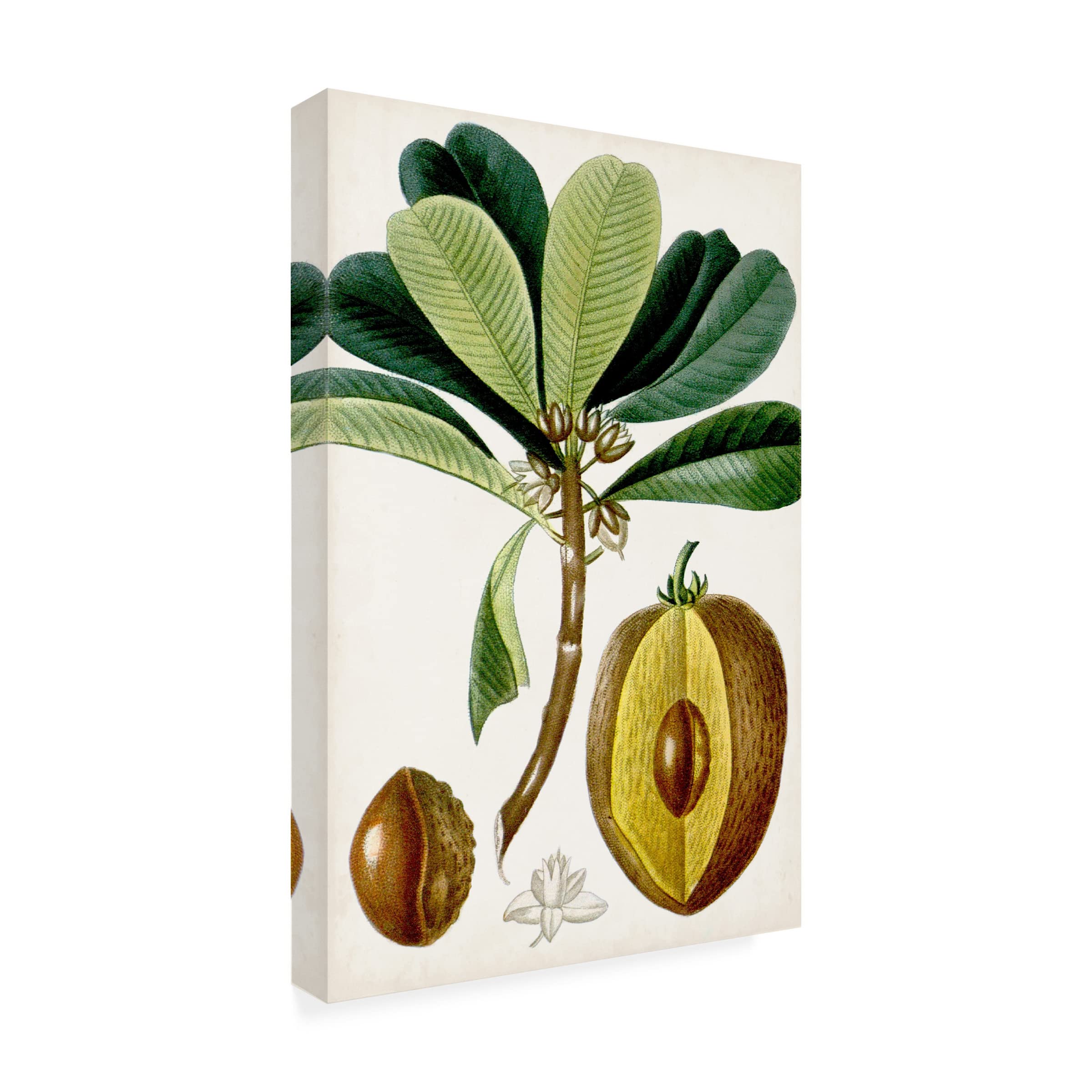 Trademark Fine Art 'Turpin Tropical Fruit VI' Canvas Wall Art Print - Vibrant Tropical Fruit Painting for Home, Office & Kitchen Decor