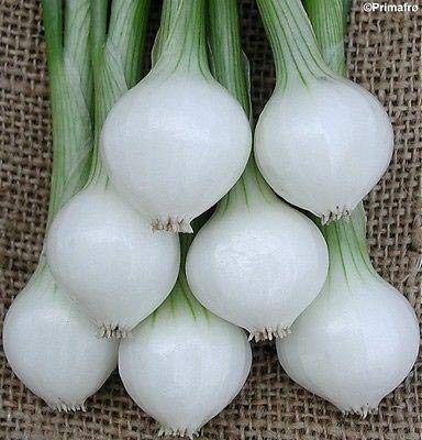 Barletta Cocktail Onion Seeds (100 Count) - Perfect for Salads, Kabobs, Pickling & Gourmet Cocktail Garnishes
