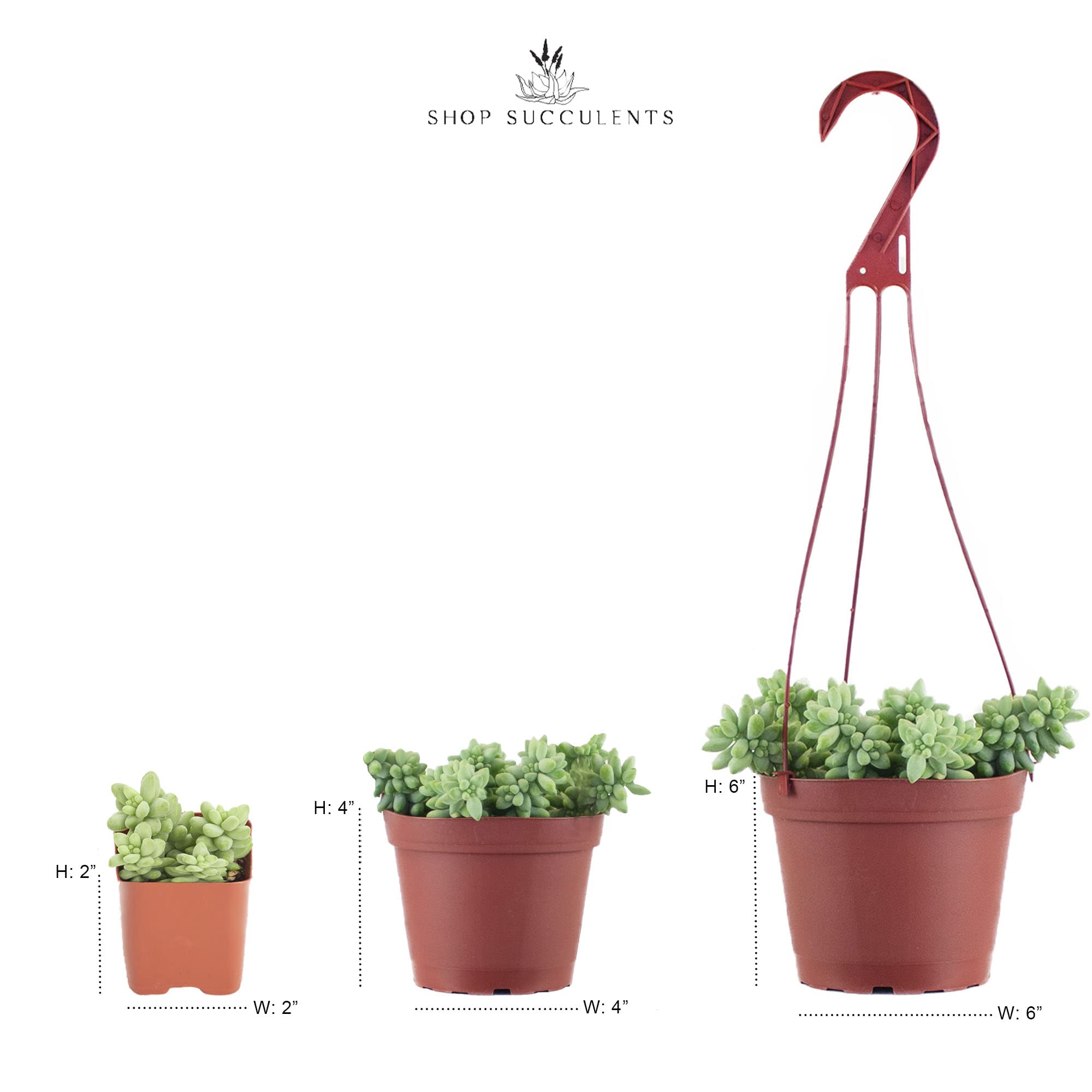 Shop Succulents | Live Succulent Plants Collection - 12 Hand-Picked Mini Succulents with Radiant Rosettes | Perfect for Home Decor, Office Desk & Gift Giving