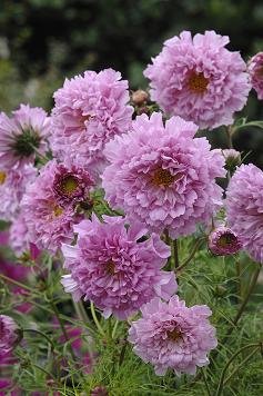 Cosmos Double Click Rose Bonbon 1000 Seeds - Premium Flower Seeds for Vibrant Garden Blooms | Perfect for Home Gardens, Landscaping & Cut Flower Arrangements