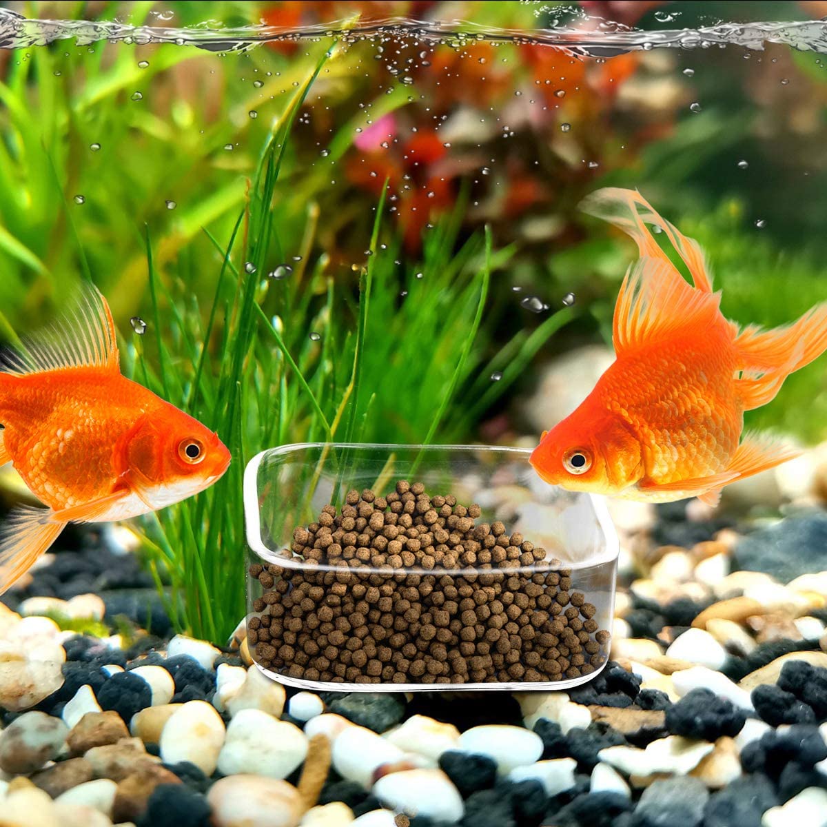 WEAVERBIRD Glass Shrimp Feeder Dish - Clear Square Fish Tank Bowl for Aquarium Feeding