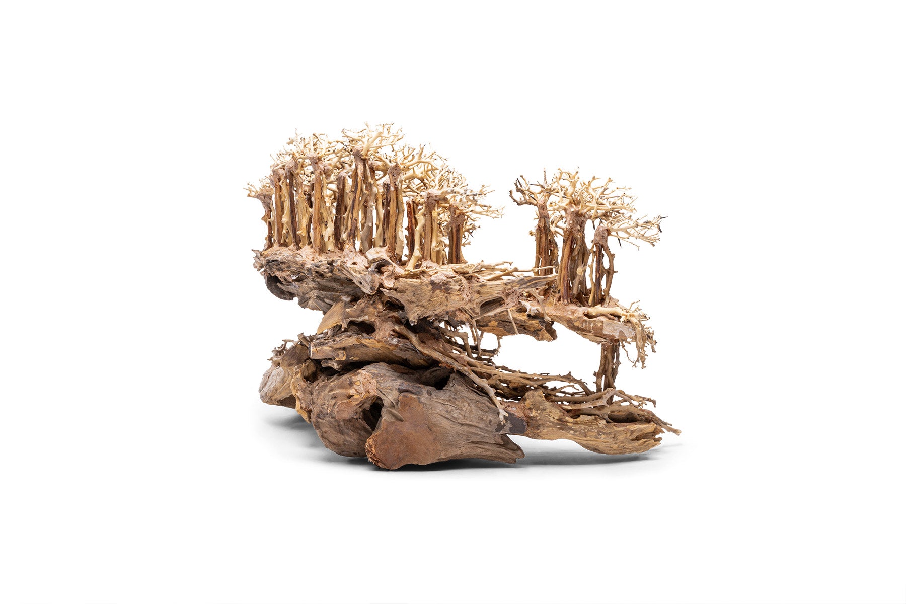 UNS Bonsai 017 - Premium Miniature Bonsai Tree for Home & Office Decor | Perfect Gift for Plant Lovers & Zen Garden Enthusiasts