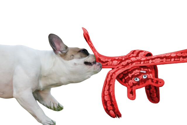BoxDog Tough Durable Dog Toys for Aggressive Chewers - Multi-Layered Interactive Chew Toys for Pulling, Fetch & Tug of War - Christmas Red Monster Design for Large & Small Dogs - Perfect for Indoor Play, Outdoor Training & Bonding Activities