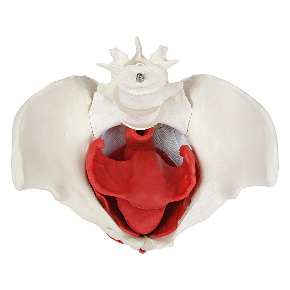 Female Pelvic Floor Muscle Model with Removable Uterus & Ovaries - Anatomical Teaching Tool for Medical Education, Physical Therapy Training, and Women's Health Studies