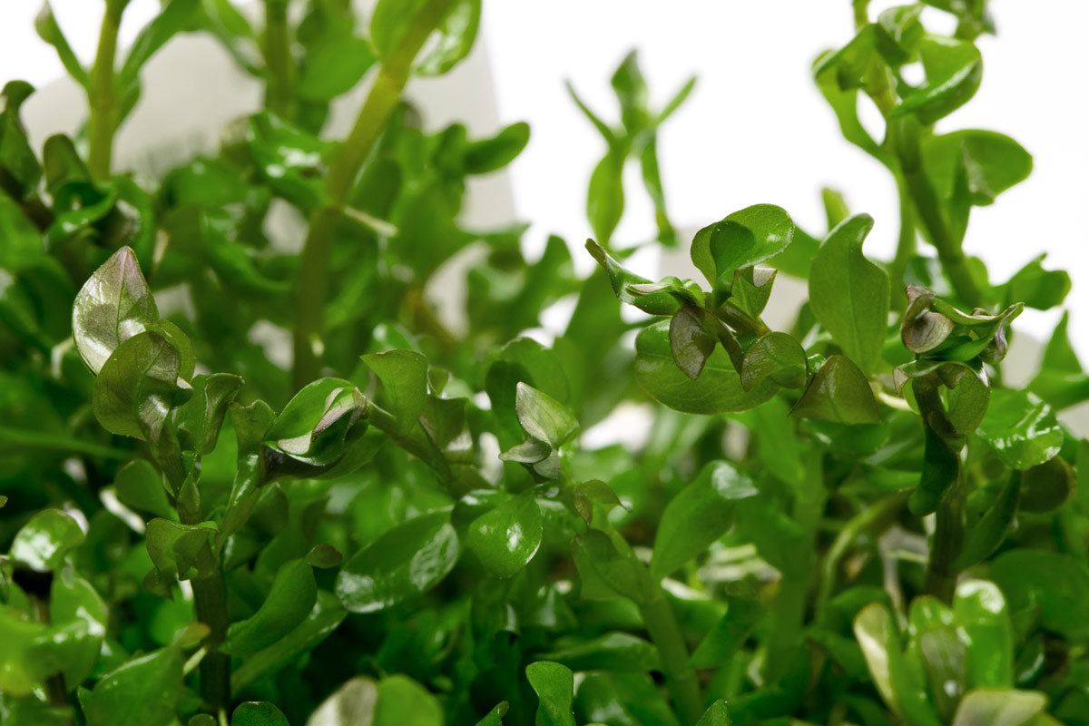 Rotala Manipurensis Live Aquarium Plant - Tissue Culture Cup for Freshwater Fish Tanks | Perfect for Aquascaping, Nano Tanks & Shrimp Habitats