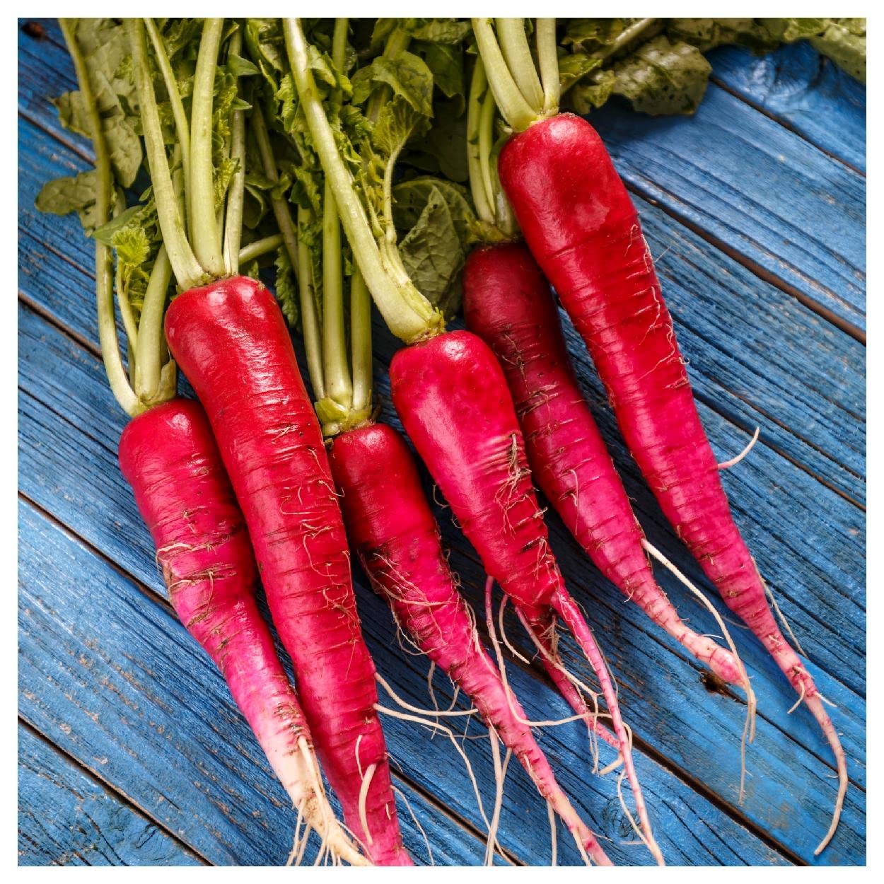 Everwilde Farms - 1 Lb China Rose Radish Seeds - Gold Vault Pack - Non-GMO Heirloom Vegetable Seeds for Home Gardening, Urban Farming & Organic Planting
