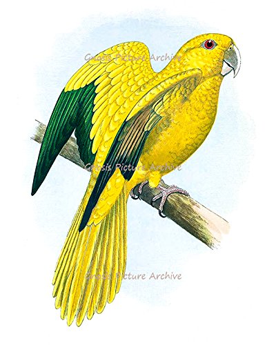 Gnosis Picture Archive Tropical Birds & Parrots Art Decor - Set of 6 Unframed Wall Art Prints for Living Room, Bedroom, Office & Home Decor