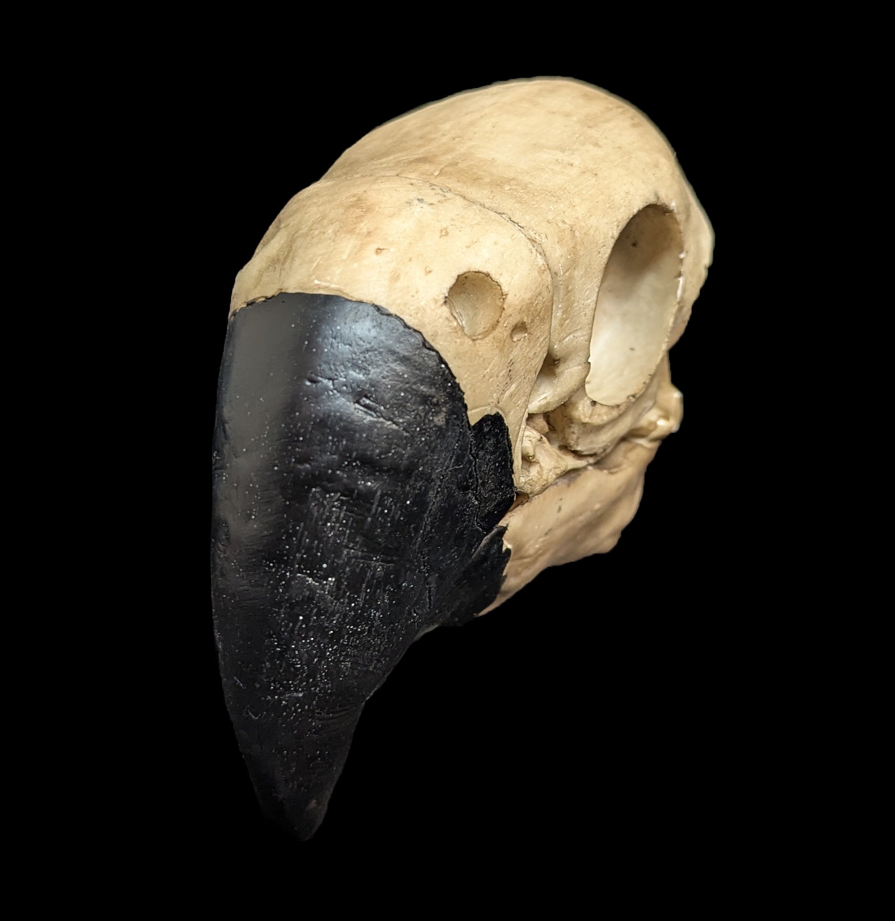 Realistic Faux Parrot Skull Decor - Halloween, Gothic Home Decor & Unique Gift for Bird Lovers - Perfect for Spooky Parties, Witchy Altars & Dark Aesthetic Rooms