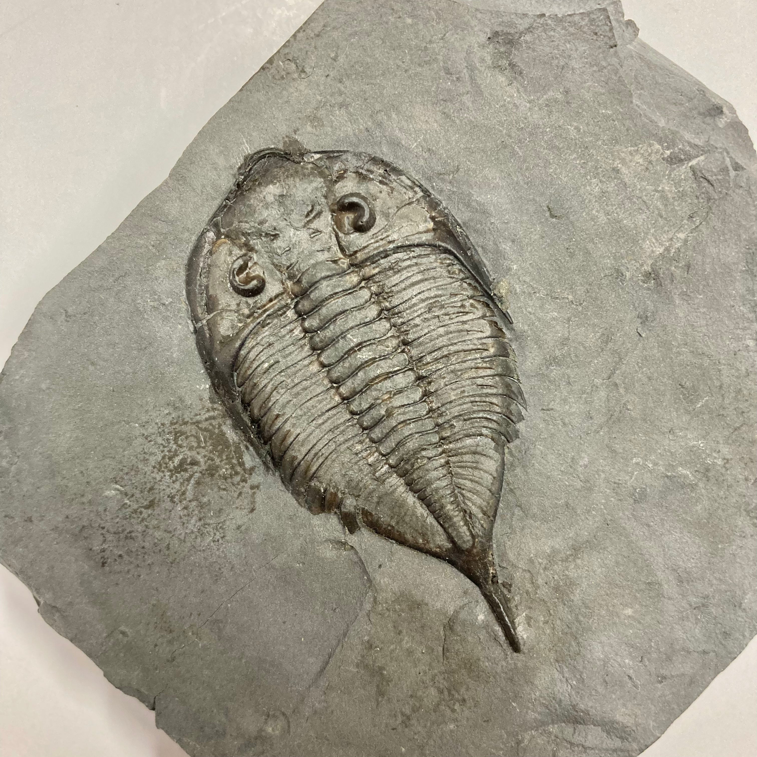 Authentic Dalmanites Limulurus Trilobite Fossil - Rare Prehistoric Specimen for Collectors & Paleontology Enthusiasts | Perfect for Home Decor, Science Education & Gift Giving