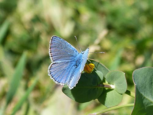 Blaveta Farigola Blue Butterfly 20x30 Inch Laminated Poster - Vibrant Colors & HD Artwork - Perfect for Home Decor, Office Wall Art & Gift Ideas