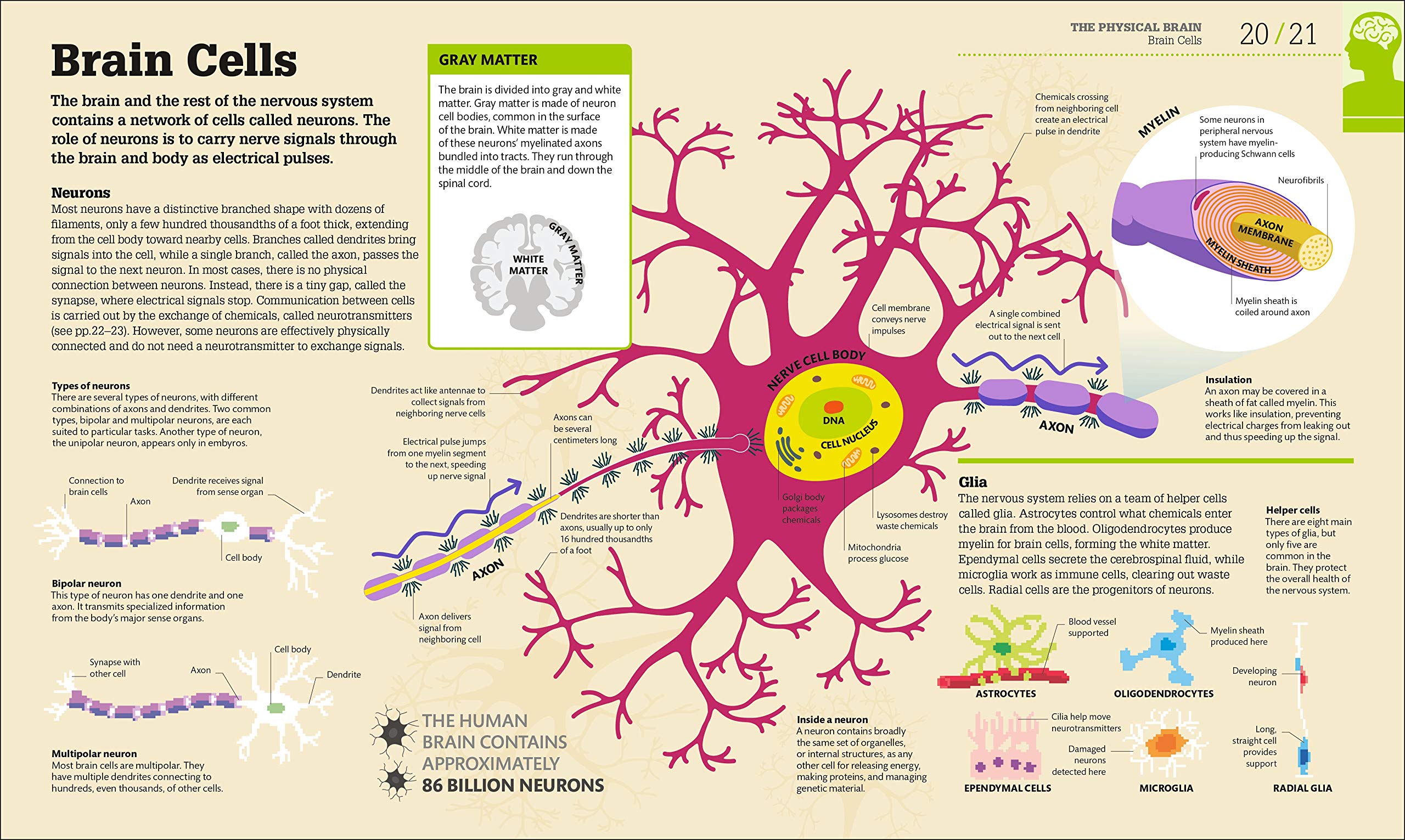How the Brain Works: The Facts Visually Explained - DK How Stuff Works | Neuroscience Book for Students & Educators | Perfect for Learning & Teaching Human Anatomy