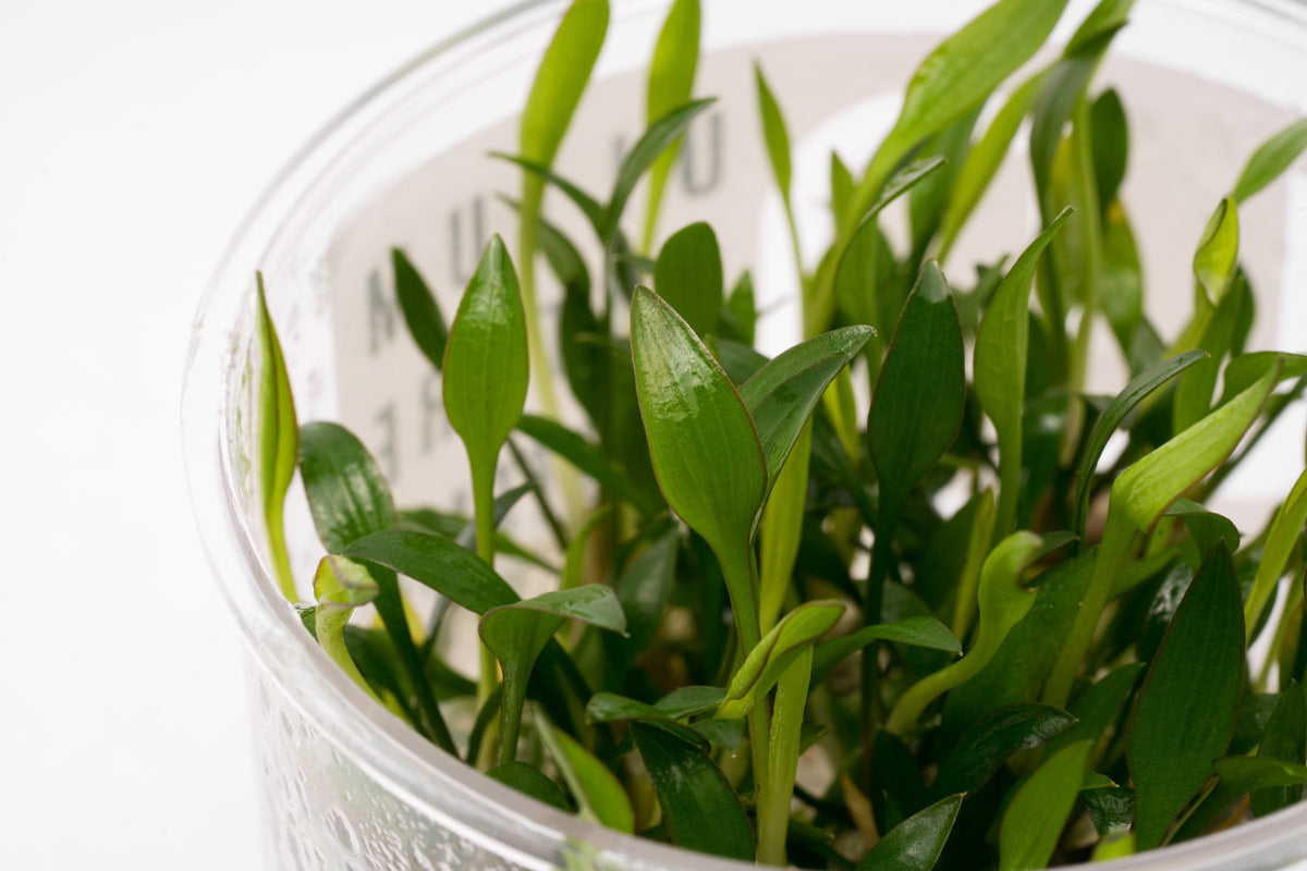 Cryptocoryne Lutea Aquatic Plant - Live Freshwater Aquarium Plant for Fish Tanks | Perfect for Aquascaping, Low-Tech Tanks & Natural Habitat Setup