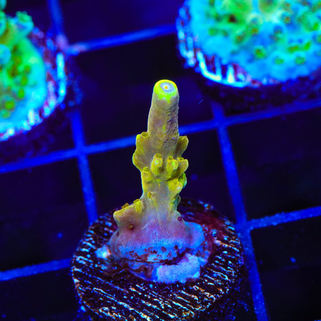 Premium CB Golden Jawdropper Acropora Coral for Saltwater Aquariums – Vibrant Coral for Reef Tanks & Marine Aquascaping