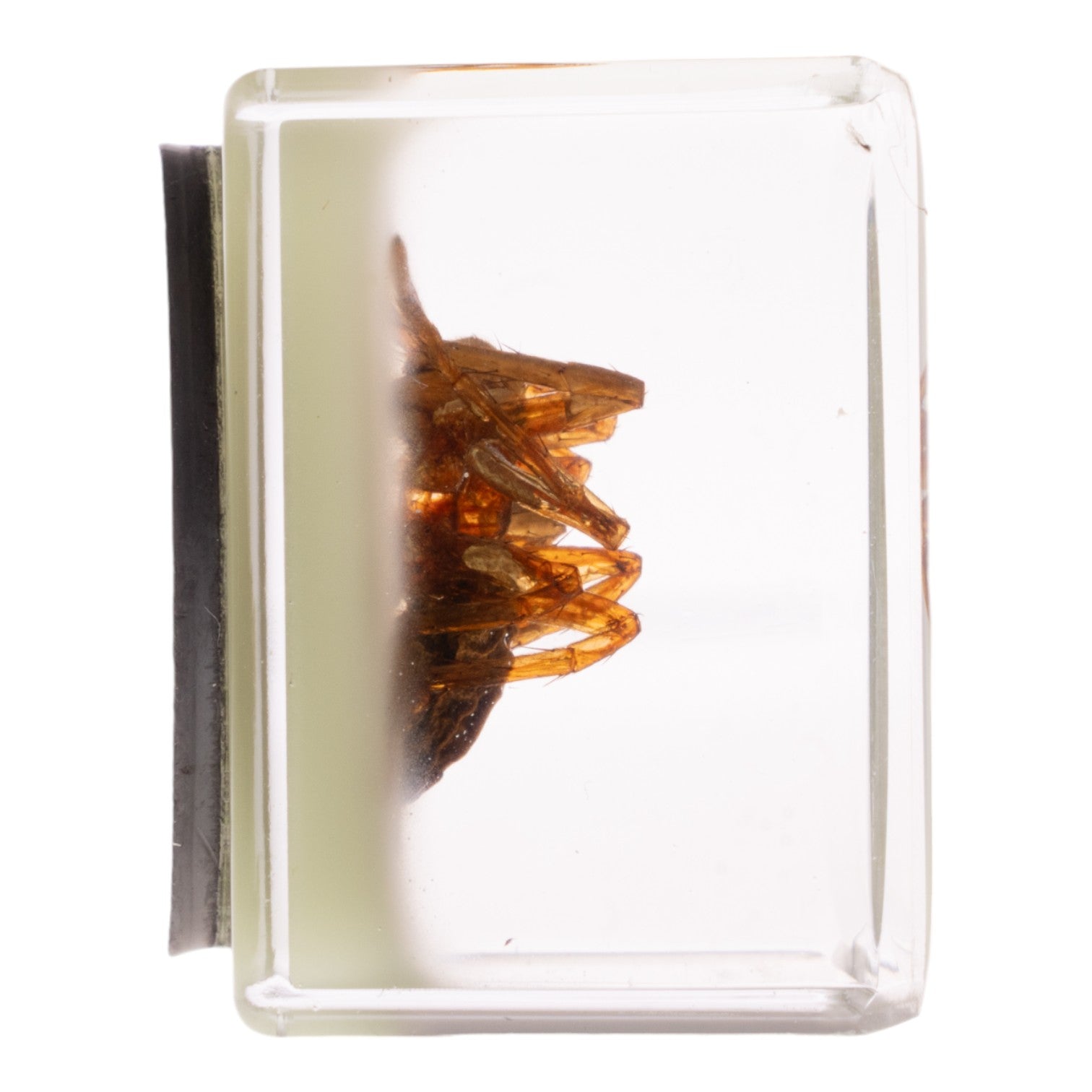 Real Spider Encased in Acrylic Cube - Glow in The Dark Magnetic Display for Science Collections & Halloween Decor