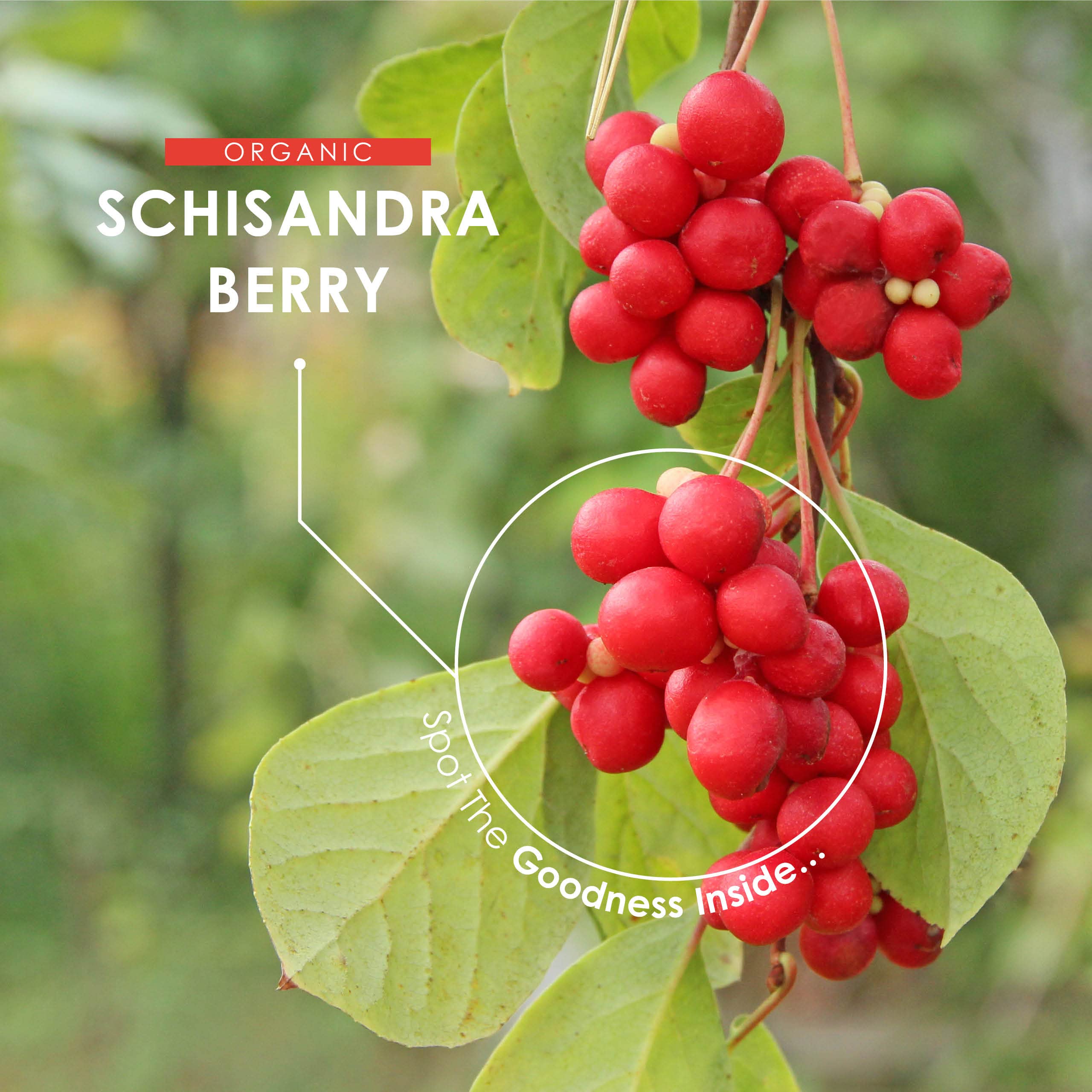 Organic Schisandra Berry 1000mg Supplement - High Potency 2 Month Supply (120 Vegan Capsules) - Non-GMO, Gluten Free, Halal Certified - Supports Energy, Focus & Stress Relief - Perfect for Daily Wellness & Natural Detox