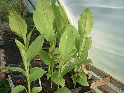 Organic White Turmeric Starter Plants (5-Pack) - Curcuma Zedoaria Rhizomes for Home Gardening, Herbal Remedies & Cooking | Grow Your Own Medicinal & Culinary Spice