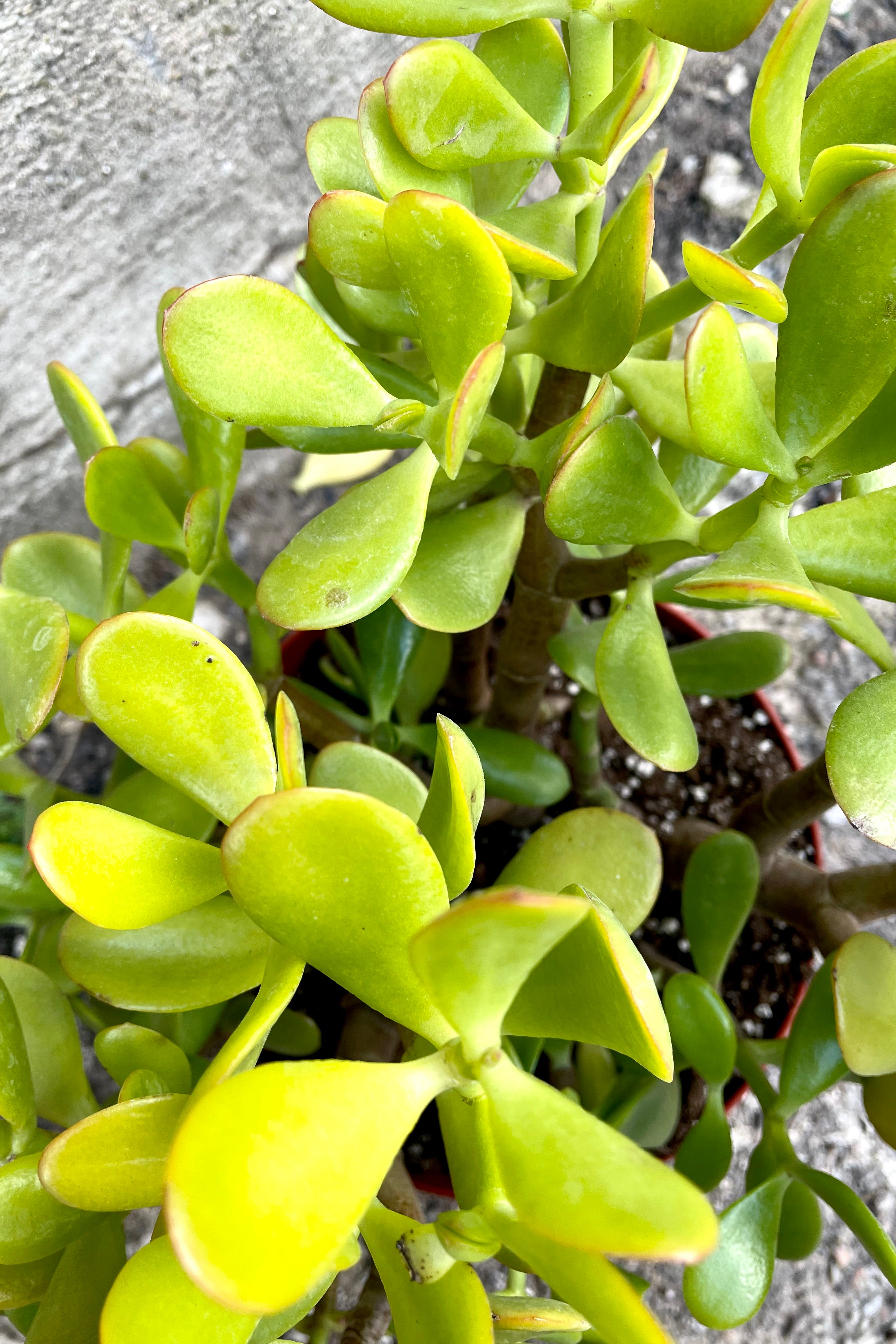 Crassula Ovata Jade Plant - 8 Inch Succulent for Home, Office, and Garden Decor | Easy Care Indoor Houseplant for Beginners