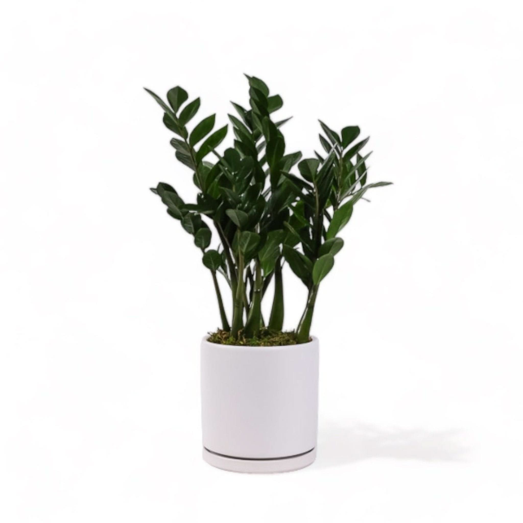 Large Gemstone Potted ZZ Plant - Low Maintenance Indoor Houseplant for Home & Office Decor | Perfect for Living Room, Bedroom, and Workspace