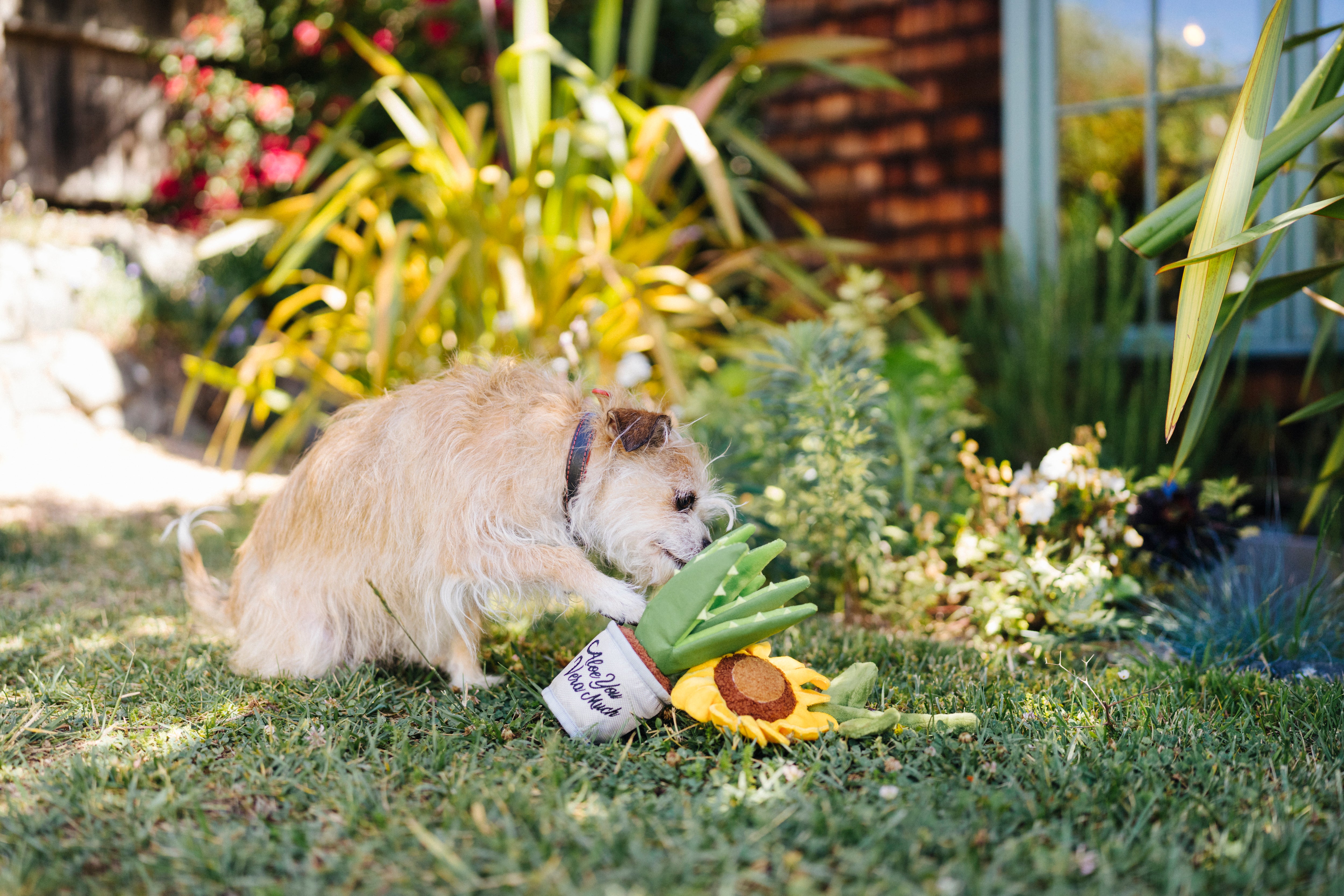 La Planta Aloe ve You Dog Plush Toy - Blooming Buddies™ Chew-Resistant Squeaky Stuffed Animal for Puppies & Dogs | Pet P.L.A.Y. | Perfect for Indoor Play, Training Rewards & Anxiety Relief