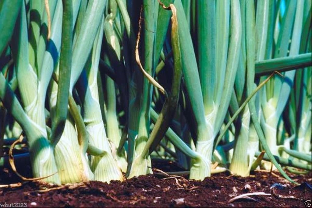 Sweet Yellow Spanish Utah Jumbo Onion Seeds - Heirloom Non-GMO Bulk Pack for Home Gardening, Organic Vegetable Planting & Culinary Use