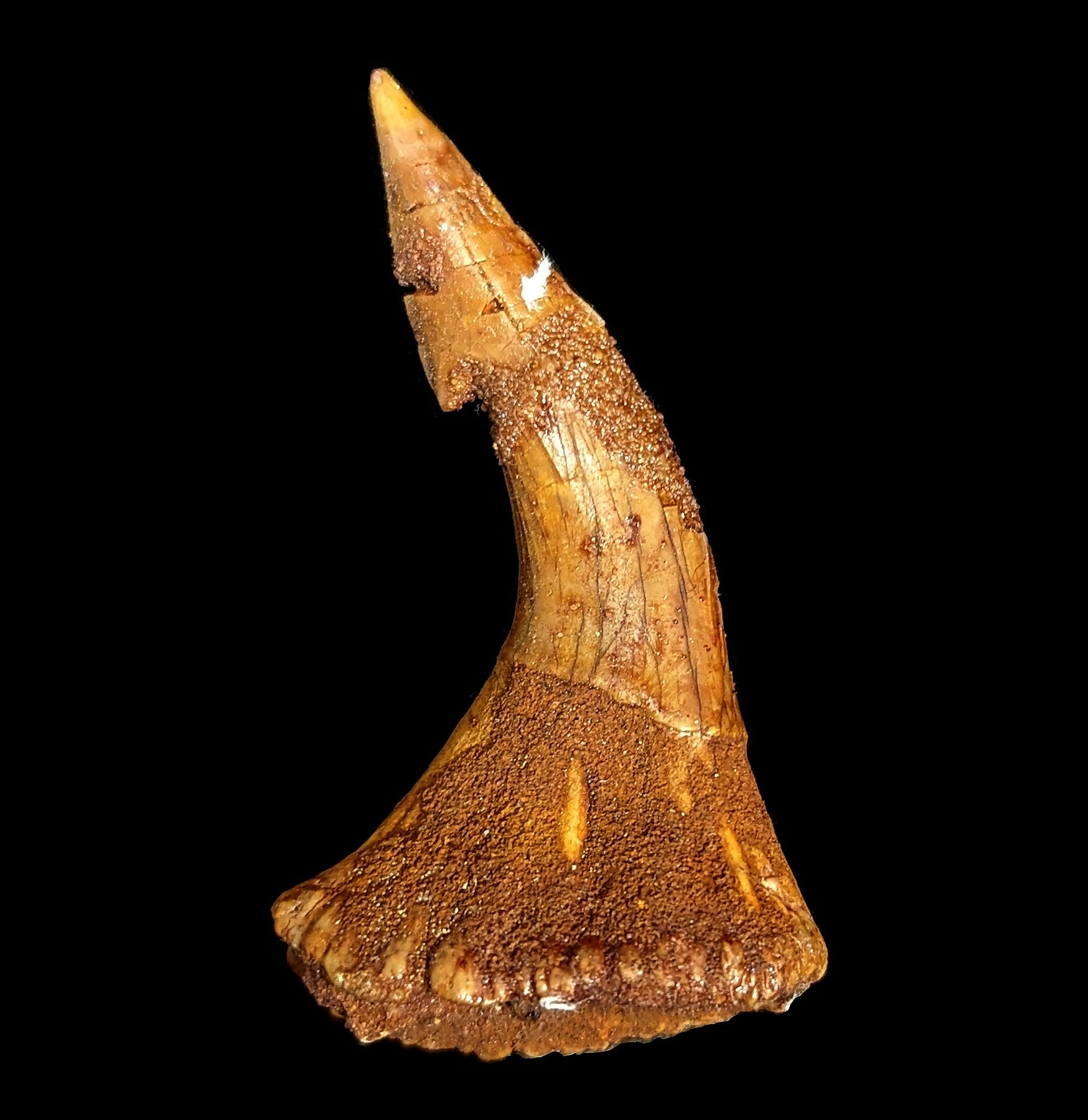 Authentic Fossilized Sawfish Rostrum Barb - Rare Prehistoric Shark Tooth Relic for Collectors & Decor - Perfect for Home Display, Museum Exhibits & Paleontology Enthusiasts