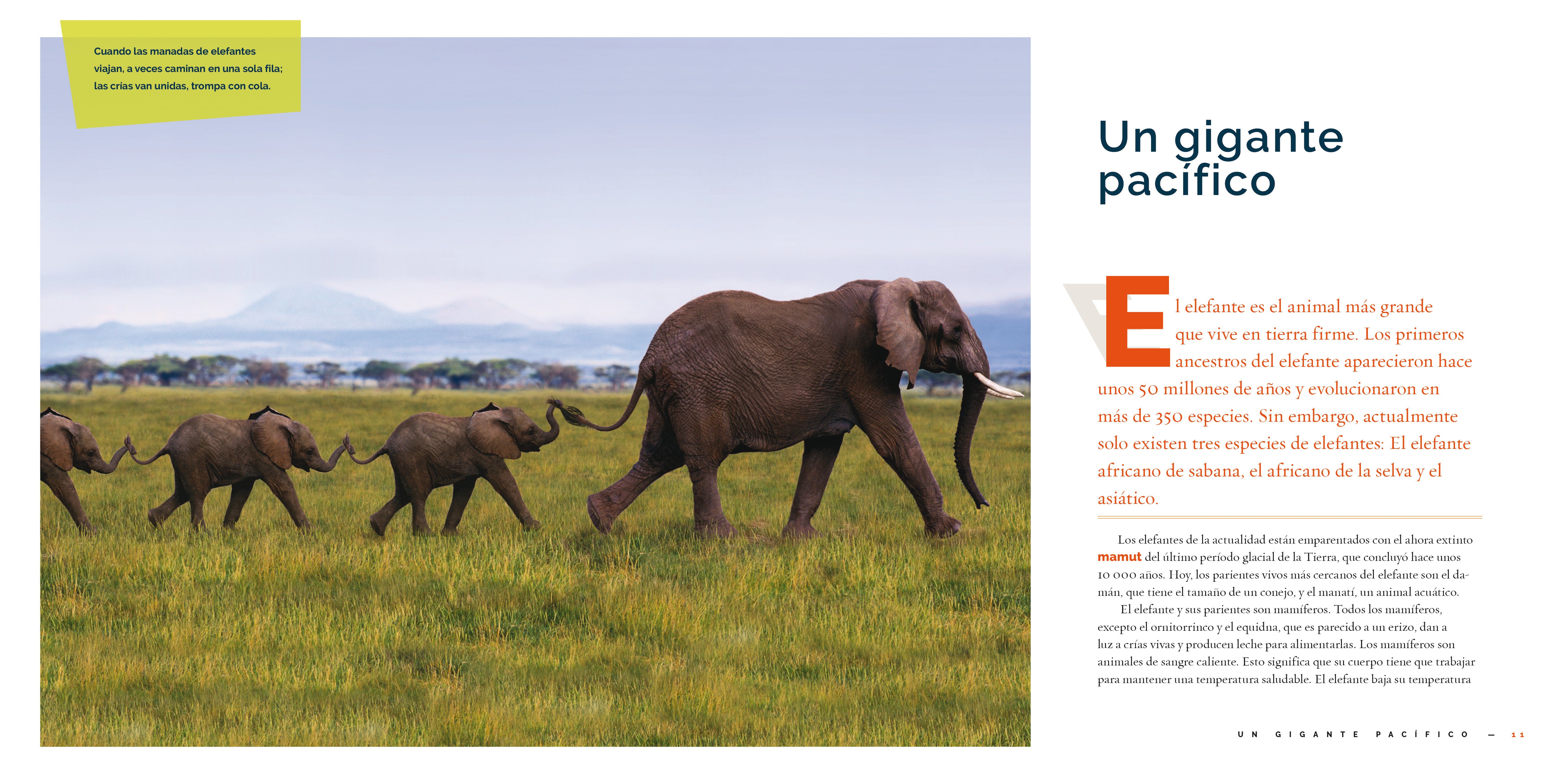 El Elefante 9781640267404 - Bilingual English/Spanish Children's Book About Elephants - Perfect for Kids' Bedtime Stories & Classroom Learning