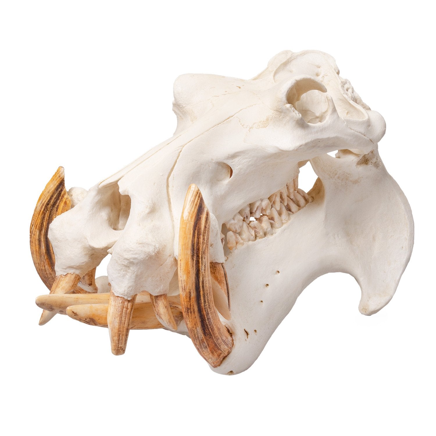 Replica Hippopotamus Skull - Lifelike Animal Skull Model for Home Decor, Educational Display & Halloween Props | Durable Resin Casting for Collectors & Science Enthusiasts