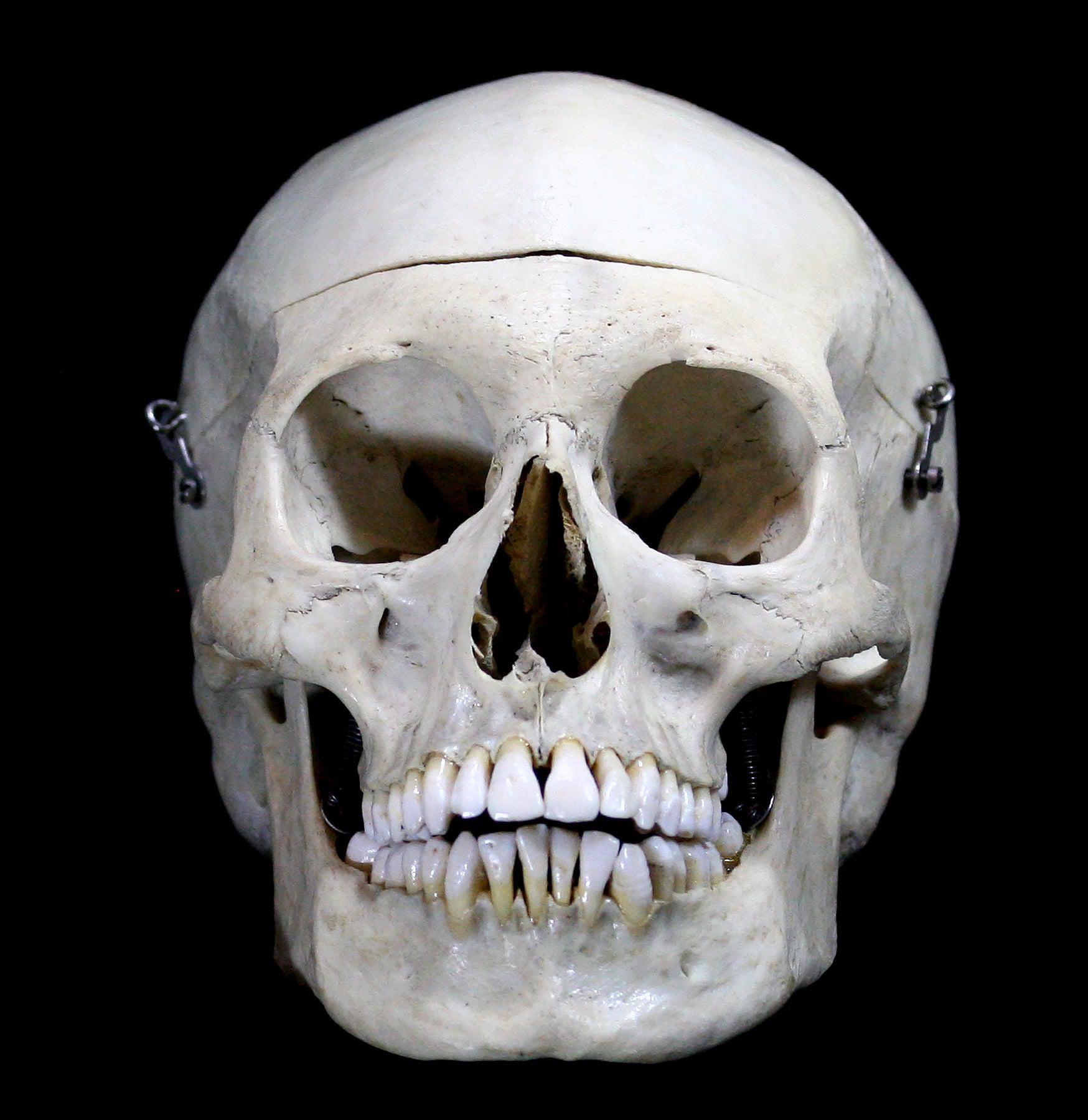 Realistic Male Human Skull Replica - Perfect for Halloween Decor, Medical Study & Anatomy Education - Durable & Lifelike Design for Home, Classroom & Office Display