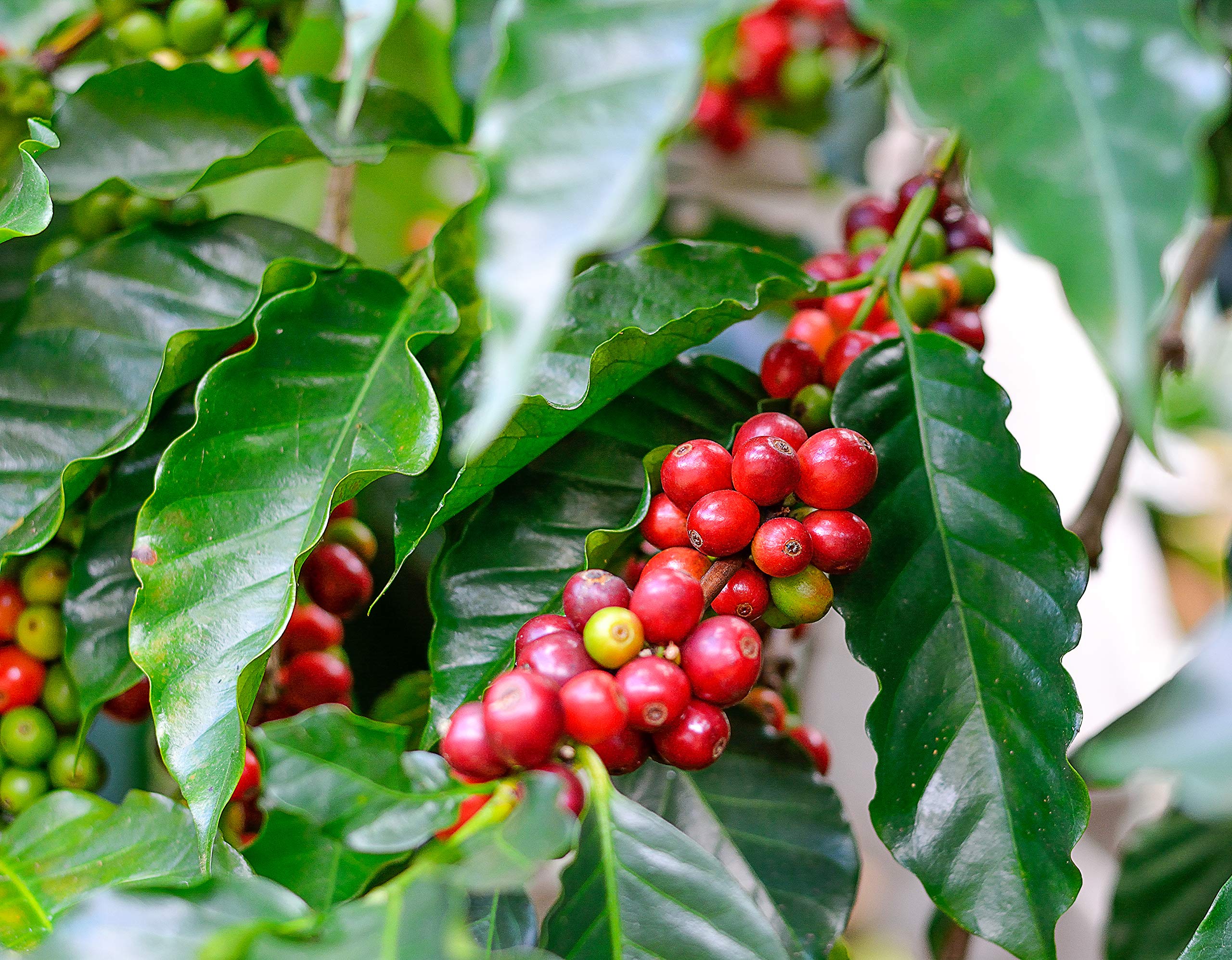 Organic Arabica Coffee Bean Plants (2 Pack) - 4