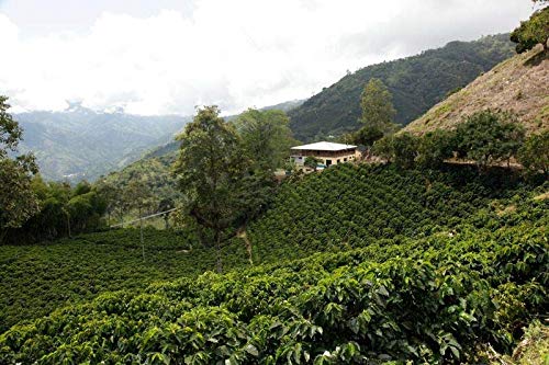 Premium Colombia Santa Barbara Estate Excelso AA+ Green Coffee Beans - 132.3 lbs Bulk - Specialty Grade for Home Roasting & Commercial Use - Perfect for Coffee Shops, Roasteries & Wholesale Distribution