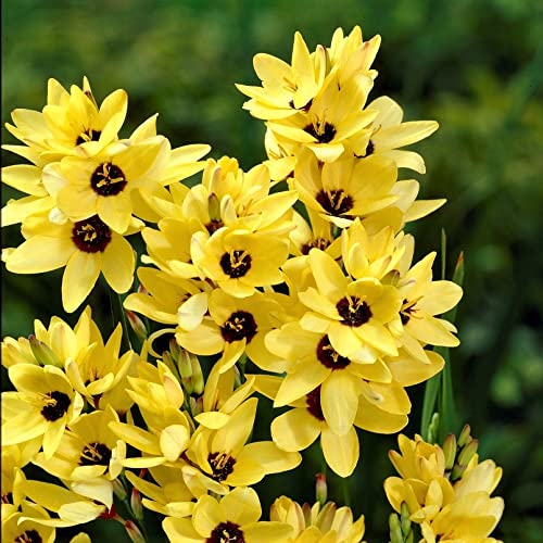 Buy Yellow Emperor Ixia Bulbs - Pre-Order Spring Blooming Flowers for Garden Landscaping & Outdoor Decor