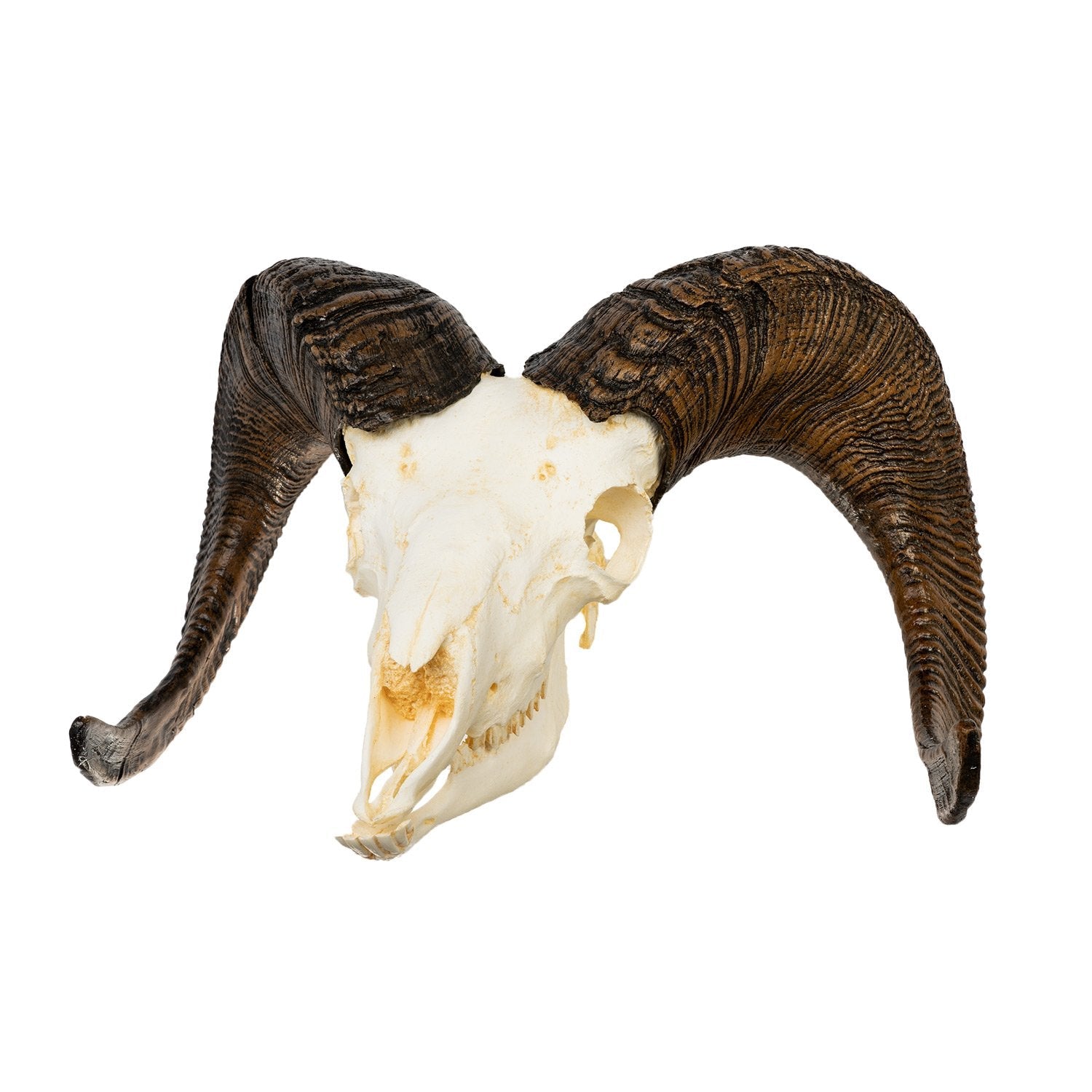 Replica Bighorn Sheep Skull - Male Taxidermy Decor for Hunting Lodge, Cabin & Western Home Decor | Realistic Animal Skull Replica for Wall Mount Display