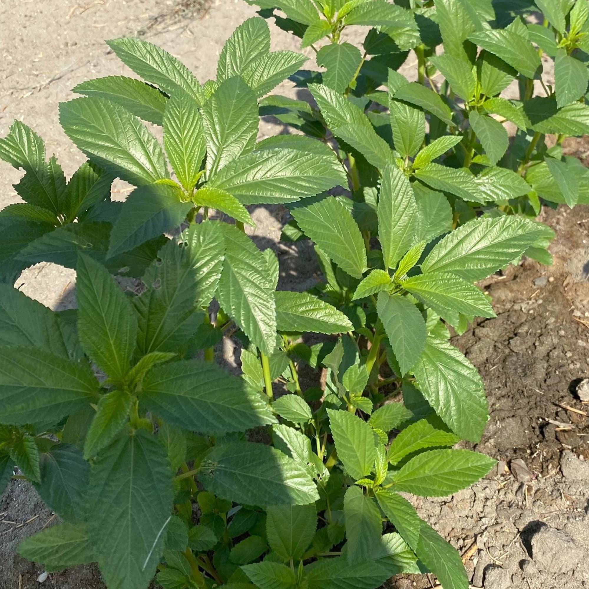 Non-GMO Heirloom Egyptian Spinach Seeds (Molokhia) - 5 Lb Bulk Pack ~1,184,000 Seeds - Asian Garden Vegetable for Soups, Salads & Healthy Cooking