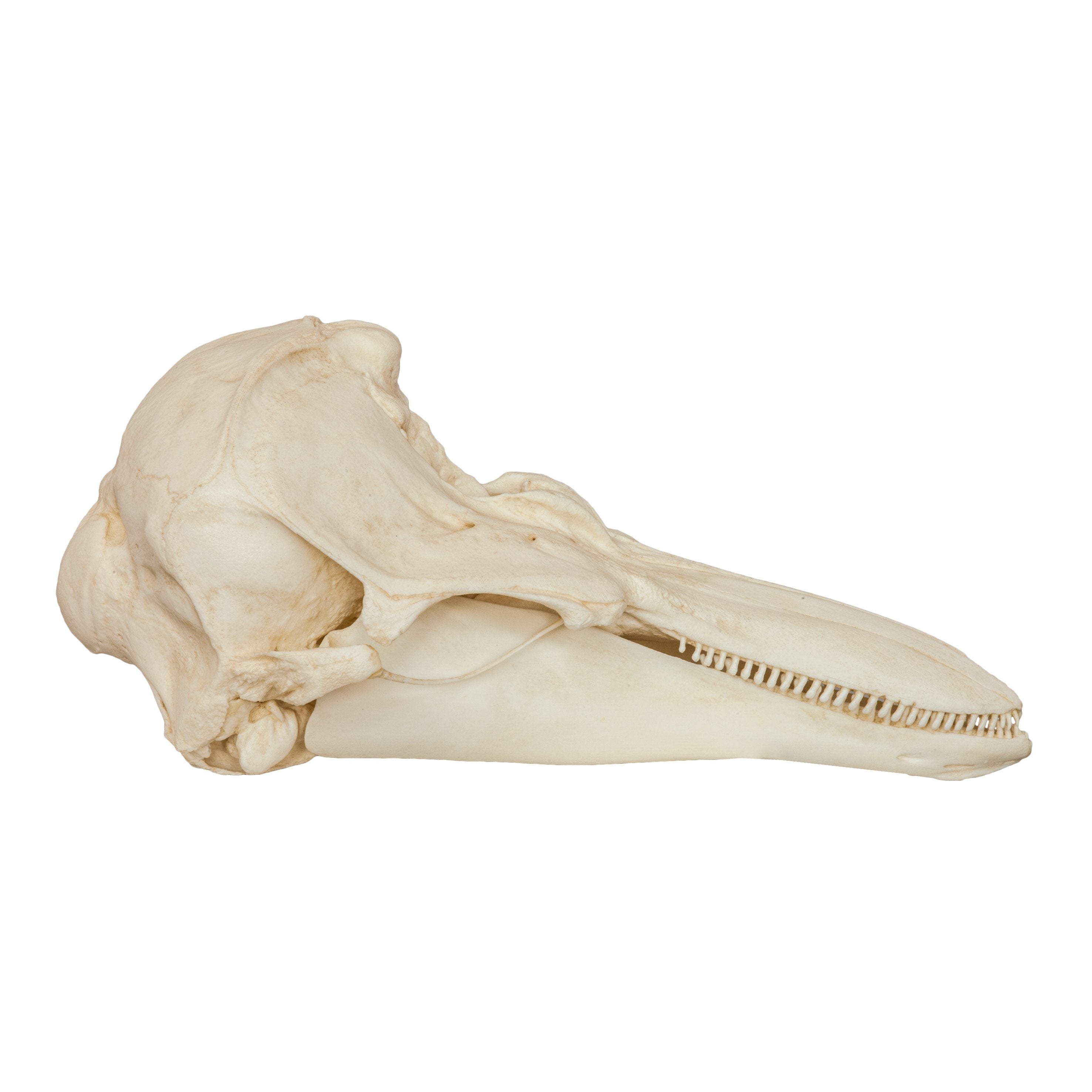 Authentic Replica Harbor Porpoise Skull - Lifelike Marine Mammal Specimen for Science Education, Home Decor & Halloween Props