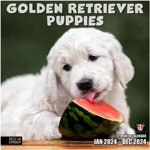 06 - Golden Retriever Puppies