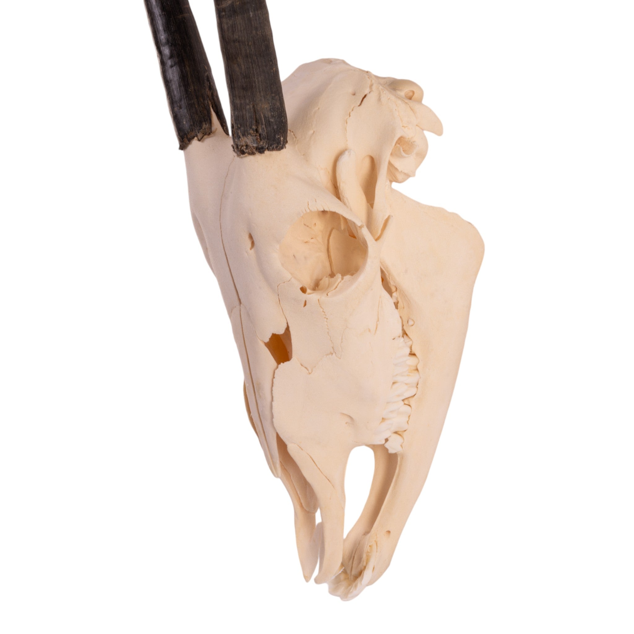 Authentic Gemsbok Skull with Jawbone - Juvenile Taxidermy Specimen for Home Decor, Hunting Trophy, and Gothic Aesthetic Display