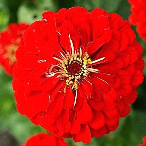 California Giant Zinnia Seeds Mix - Zinnia elegans Pompon Annual Flower Seeds for Outdoor Garden Planting - Perfect for Borders, Beds & Cut Flower Arrangements